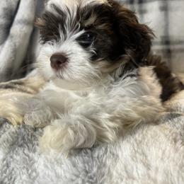 Ash - Chocolate male Havanese puppy in Starr, South Carolina from Home with Havanese