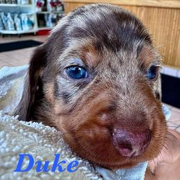DUKE-in Michigan-3500 - Chocolate and tan male Dachshund puppy in Michigan And Florida Locations, Michigan from UP North Dachshunds UPNDLLC