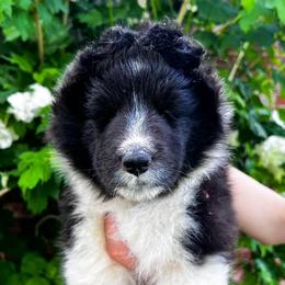 Shetland Sheepdog Puppies from Shirehill Shelties
