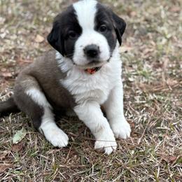 Orange collar male - Red and white male Saint Bernard puppy in Albany, Georgia from Magnolia Saint Bernards