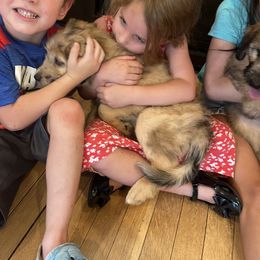 Aussiedoodle Puppies from The Ocala Doodle Ranch