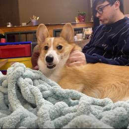 Bernese Mountain Dog and Pembroke Welsh Corgi Puppies from Highland Meadows