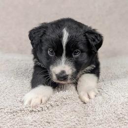 Henry - Black & white male Miniature Australian Shepherd puppy in Bedias, Texas from JSK Aussie and Cavaliers