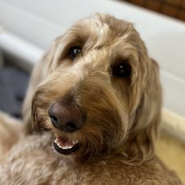 Averee - Goldendoodle
