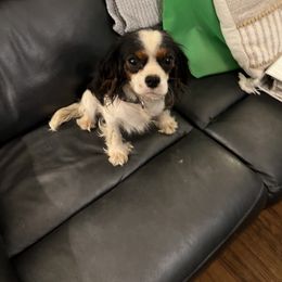 Annabelle - Cavalier King Charles Spaniel