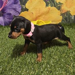 Rose - Black and rust female Miniature Pinscher puppy in Baton Rouge, Louisiana from Pike's Pups
