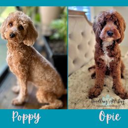 Goldendoodle puppies from Heartfelt Doodles