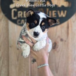 Girl 4 - Blue female Australian Cattle Dog puppy in Monroe, North Carolina from Creek View Cattle Dogs