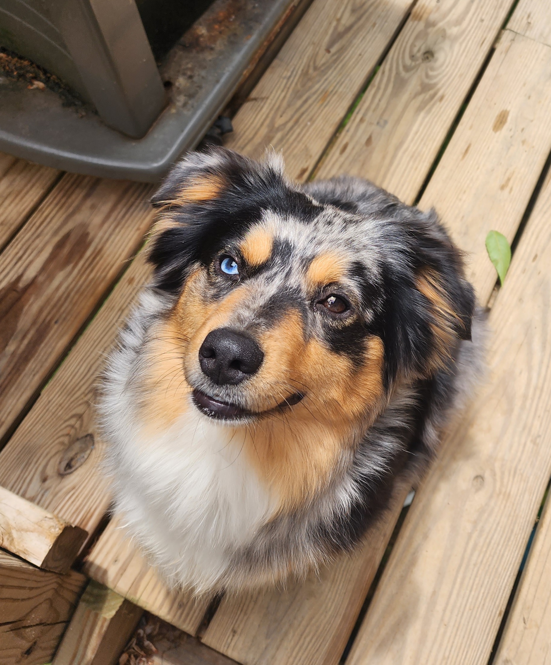 Pearl - Miniature Australian Shepherd