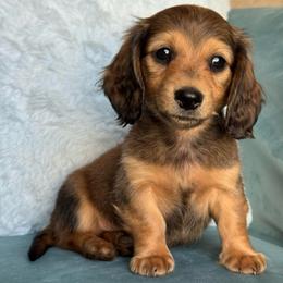 Marshall AKC 3000 - Cream male Dachshund puppy in Krum, Texas from Tired Chef Dachshunds