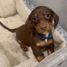 HERSHEY (blue) - Chocolate and tan male Dachshund puppy in Vero Beach, Florida from Joseph’s Dachshunds