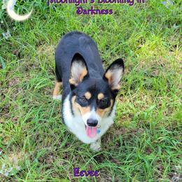 Eevee - Pembroke Welsh Corgi