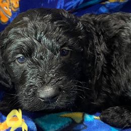 Goldendoodles from Hinders Doodles