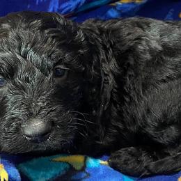 Goldendoodles from Hinders Doodles