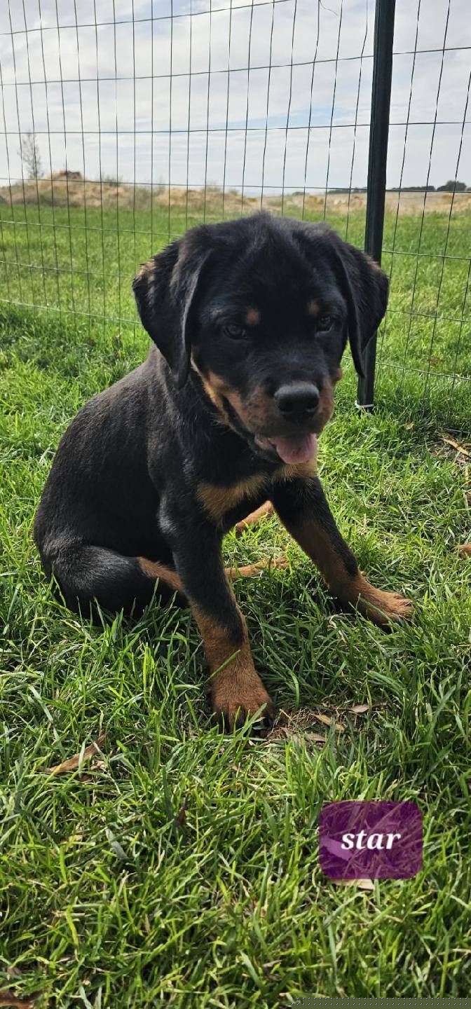 Star - Rottweiler puppy in Burbank, Washington from Mack Daddy Rottweilers