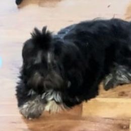 Aelia - Shih Tzu