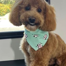 Max - Poodle