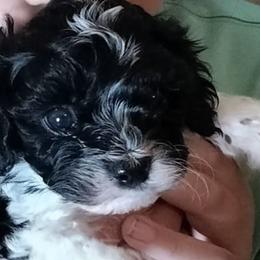 Cavapoos from Cavapoos of Lake Waco