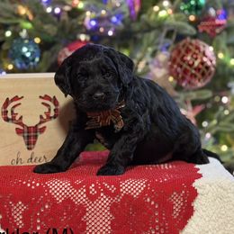 Sparkler (Teal) - Black male Australian Labradoodle puppy in Citrus Heights, California from Elite Blend Labradoodles