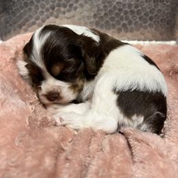 Eagle - Brown and white male Cocker Spaniel puppy in Camp Douglas, Wisconsin from Bluff Country Cockers
