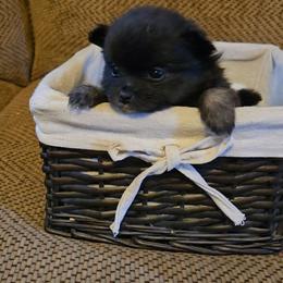 Mando - Black male Pomeranian puppy in Newport News, Virginia from Itty Bitty Poms
