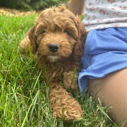Liberty - Red female Cockapoo puppy in Strasburg, Pennsylvania from Dana's Domain Cockapoos
