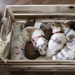 Goldendoodle Puppies from Best Doodles