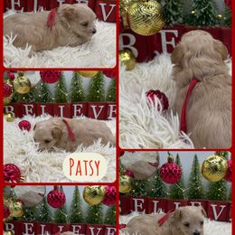 Patsy Cline - Apricot female Maltipoo puppy in Wayland, New York from Loris Pampered Pooches💕