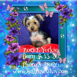 Zuri - Black and tan female Yorkshire Terrier puppy in Silverhill, Alabama from Malteseuluv’s Tiny Treasurers