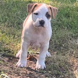 Derry - Red male American Staffordshire Terrier puppy in Marietta, Georgia from Ambition Amstaffs