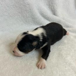 Johnny - Black tri-color male Australian Shepherd puppy in Beach City, Texas from Salt N Sass Aussies