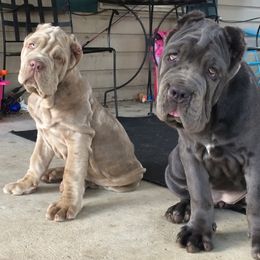 Neapolitan Mastiff Puppies from Unique Uprisings