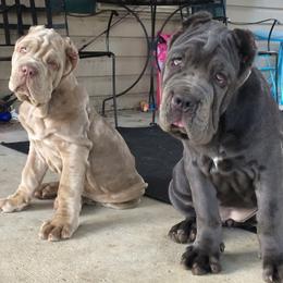 Neapolitan Mastiff Puppies from Unique Uprisings