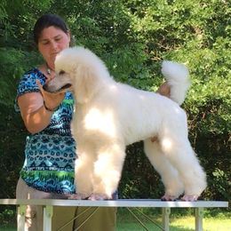 Poodle Puppies from Gwynt Standard Poodles