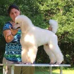 Poodle Puppies from Gwynt Standard Poodles