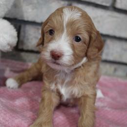 Sunny - Red female Aussiedoodle puppy in Nephi, Utah from Peachydoodlepups