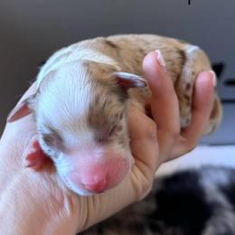 Boy 3 - Red merle male Australian Shepherd puppy in San Tan Valley, Arizona from SJR AUSSIES