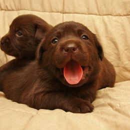 Labrador Retriever Puppies from Hidden Pond Kennel