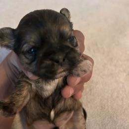 Boy 2 - Black gold and white male Shih Tzu puppy in Benbrook, Texas from Michael’s Shih Tzus