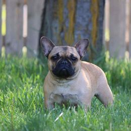 Cali - French Bulldog