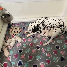 Dalmatian puppies from Prestige Dalmatians