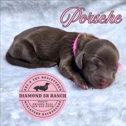 PORSCHE - Chocolate female Dachshund puppy in Columbia, Louisiana from Diamond 5R Ranch AKC & CKC Miniature Dachshunds