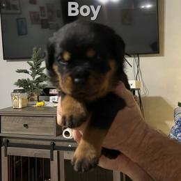 Gray Collar Boy 1 - Black and mahogany male Rottweiler puppy in Seale, Alabama from A & Y Guardian Rottweiler