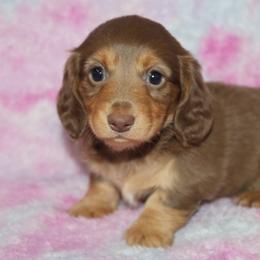 Rosie - Chocolate and tan female Dachshund puppy in Powderly, Texas from Kuttin’ Up Mini Aussies