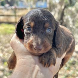 Cadbury long hair boy - Chocolate and tan male Dachshund puppy in Lakeland, Florida from Elite Doxies Florida