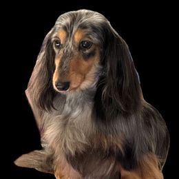 Melody - Dachshund