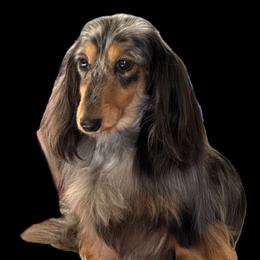 Melody - Dachshund