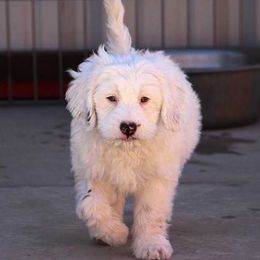 Australian Labradoodle Puppies from Desert Waves Labradoodles