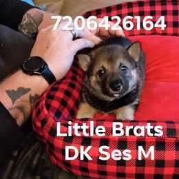 Kris Sesame - Sesame male Shiba Inu puppy in Colorado Springs, Colorado from Little Brats