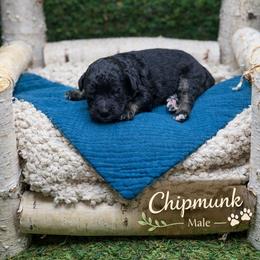 Chipmunk - Phantom male Bernedoodle puppy in Williamson, New York from Lakeside Doodles